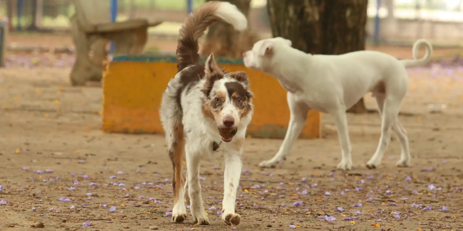 MAUS TRATOS EM ANIMAIS PROVOCARÁ DEMISSÃO DE TRABALHADOR POR JUSTA CAUSA