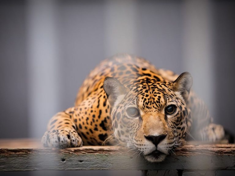 ZOOLÓGICOS PODERÃO SER DESATIVADOS NO BRASIL